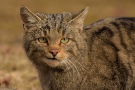 wildcat hungary