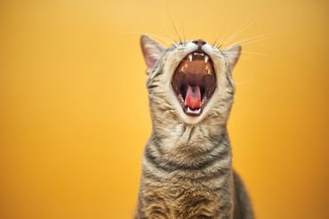 yawning cat