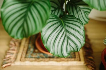 zebra plant